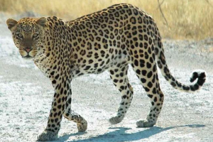 Koja brzina trčanja razvija leopard? Koja brzina trčanja razvija leopard?
